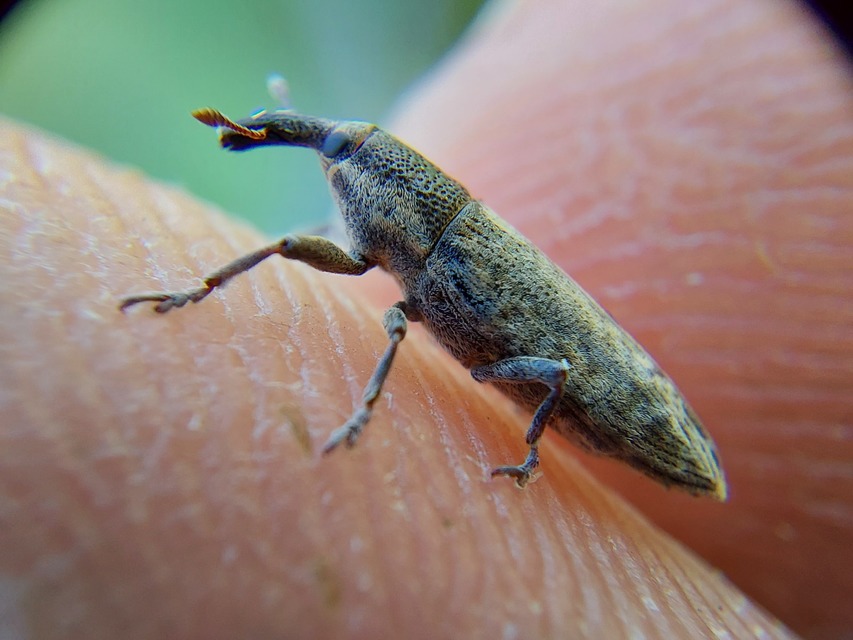 Lixus punctiventris - aggófű-dudvabarkó