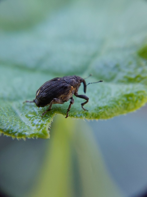 Stenocarus ruficornis - mákgyökérormányos