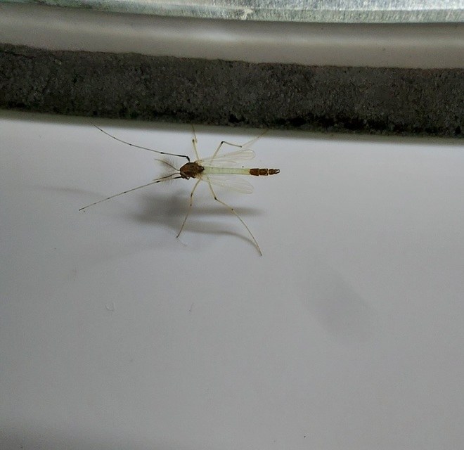 Chironomidae - árvaszúnyogok