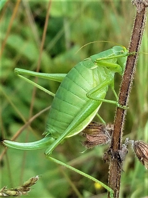 Isophya costata - magyar tarsza