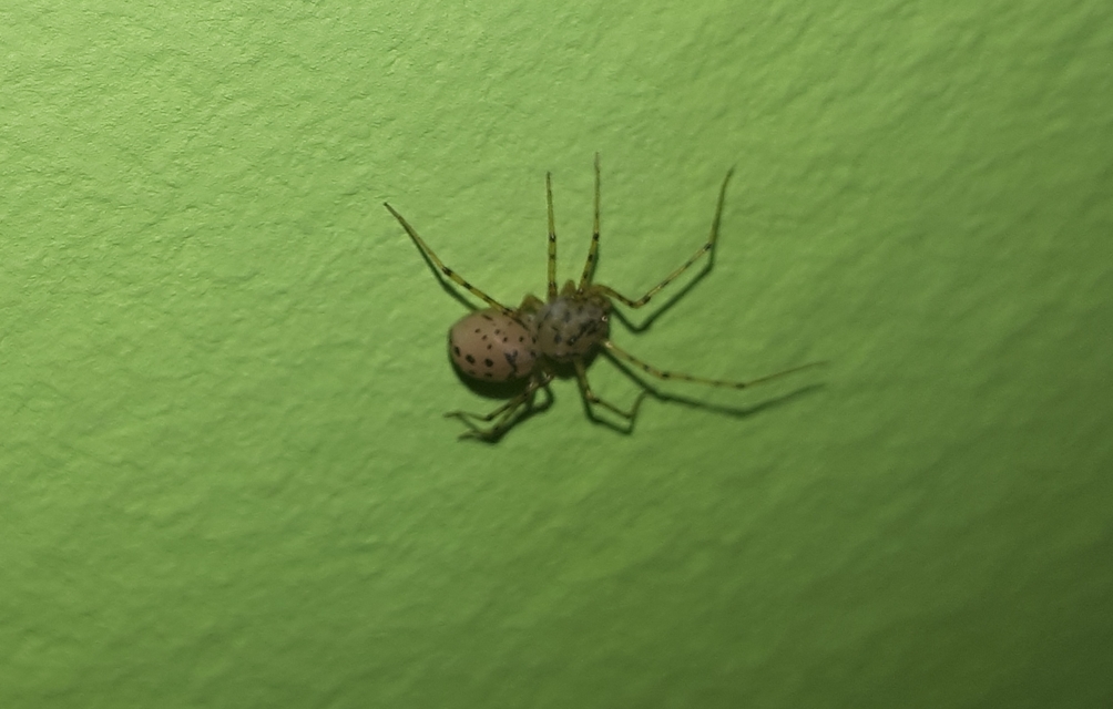Scytodes thoracica - közönséges csupaszpók
