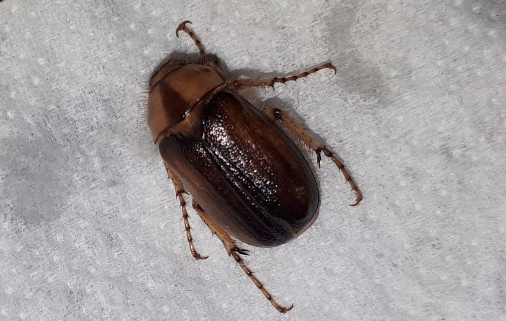 Rhizotrogus aestivus - tavaszvégi cserebogár