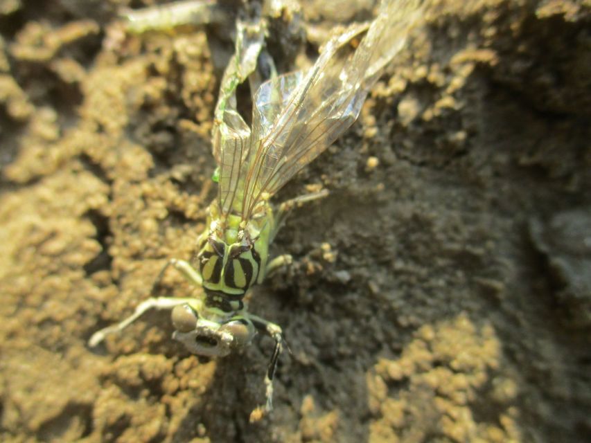 Gomphus flavipes - sárgalábú folyami-szitakötő