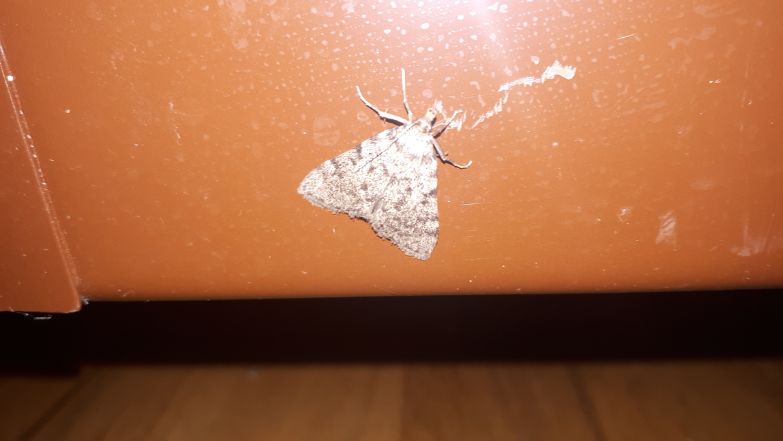 Aglossa pinguinalis - zsiradékmoly