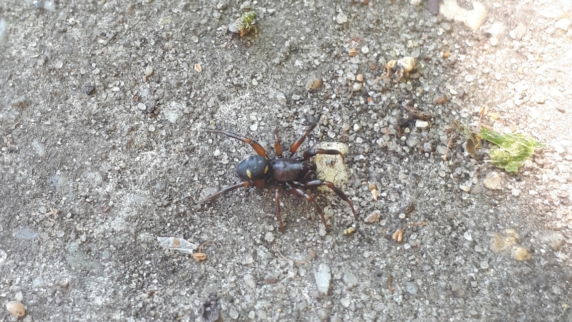 Asagena phalerata/meridionalis