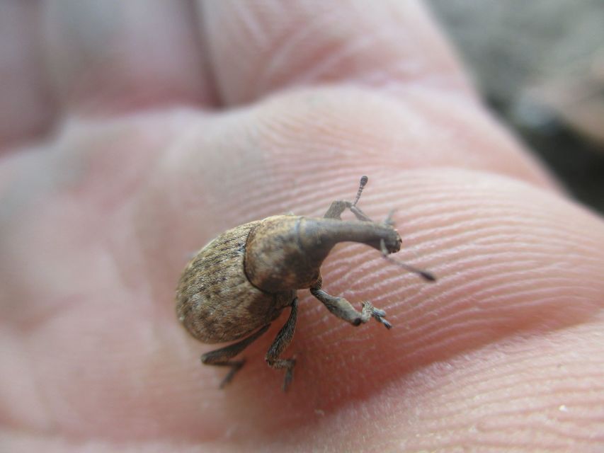 Lepyrus capucinus - pettyes fűzormányos