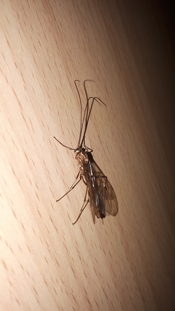 Ophion obscuratus