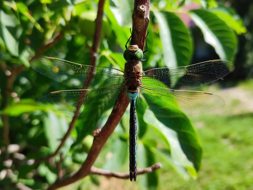 Anax parthenope - barna óriásacsa