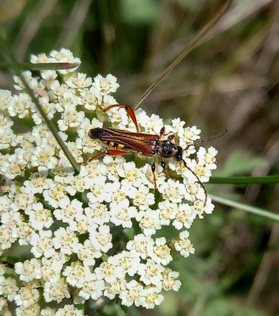 Stenopterus rufus - tarkacsápú keskenyfedőscincér
