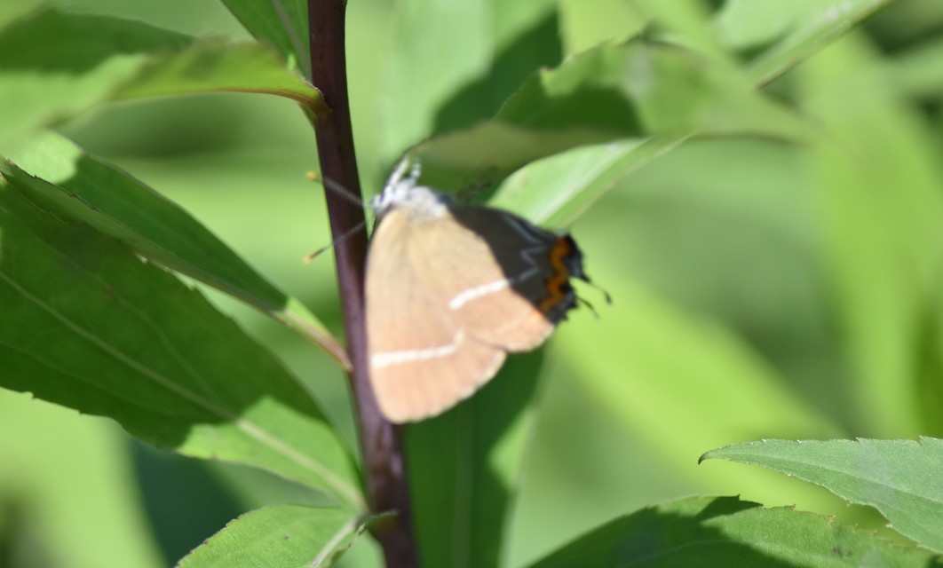Satyrium w-album - szilfa-csücsköslepke