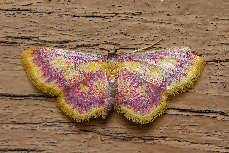 Idaea muricata - mocsári pirosaraszoló
