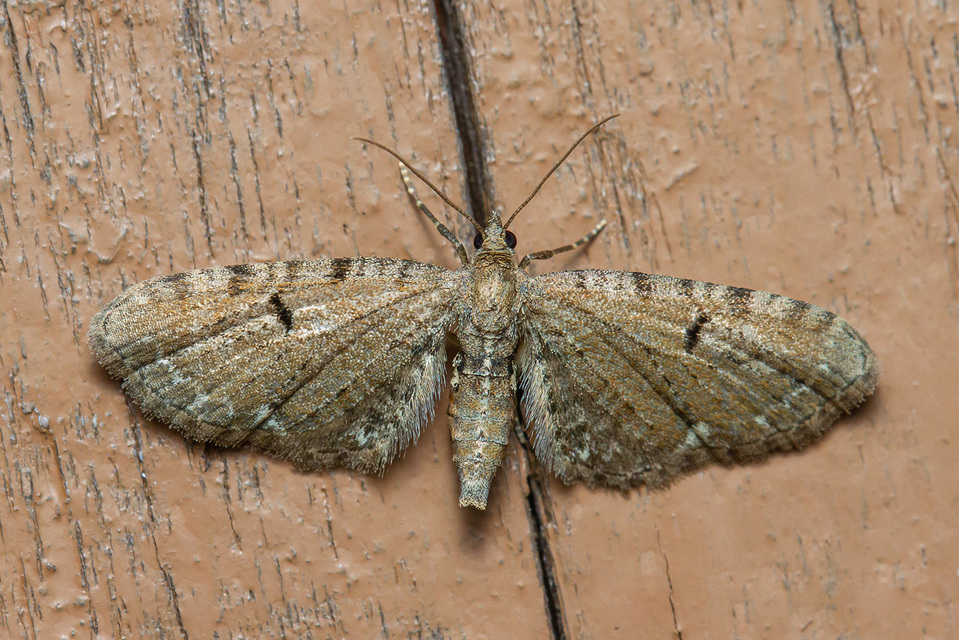 Eupithecia absinthiata - üröm-törpearaszoló