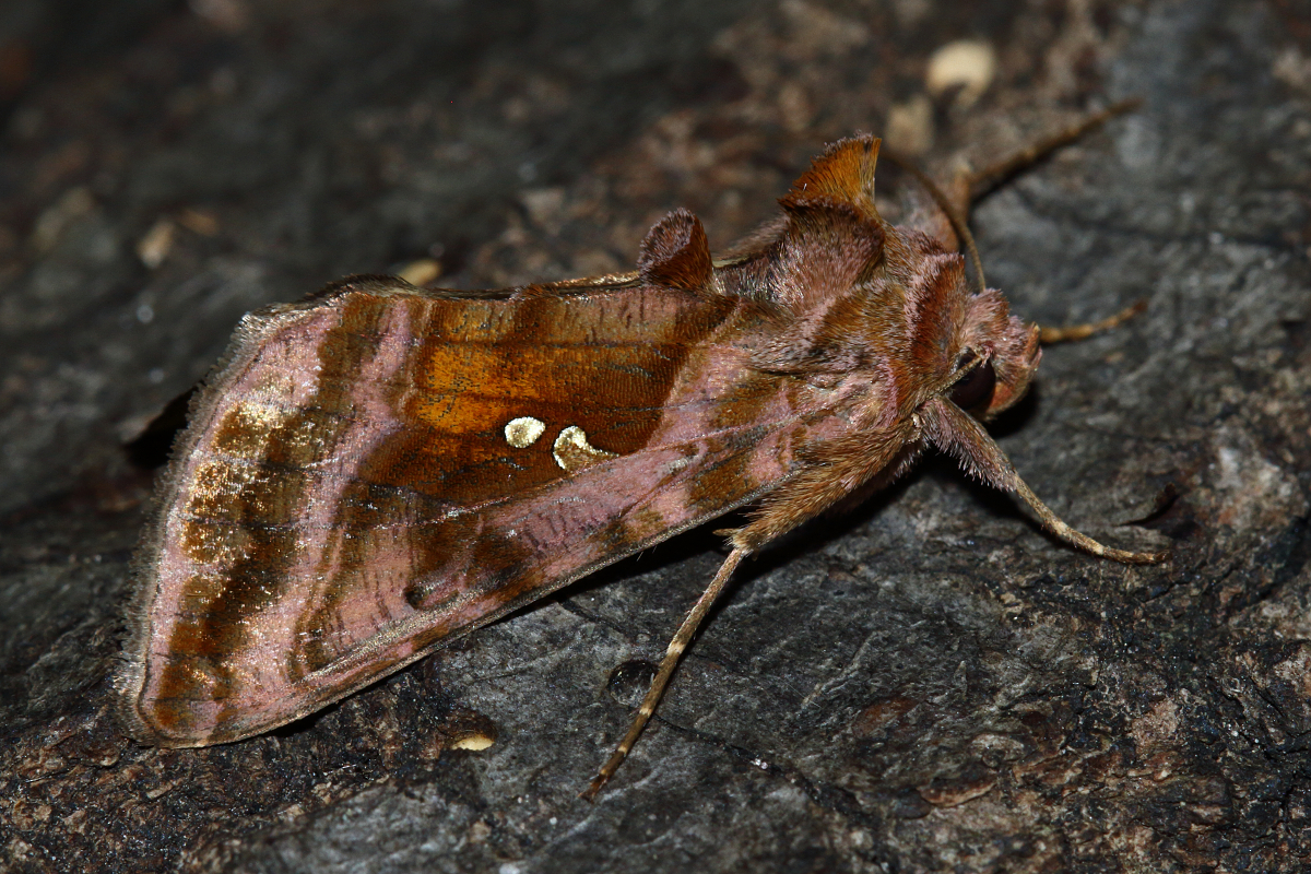 Autographa jota - i-betűs aranybagoly