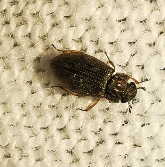Helophorus