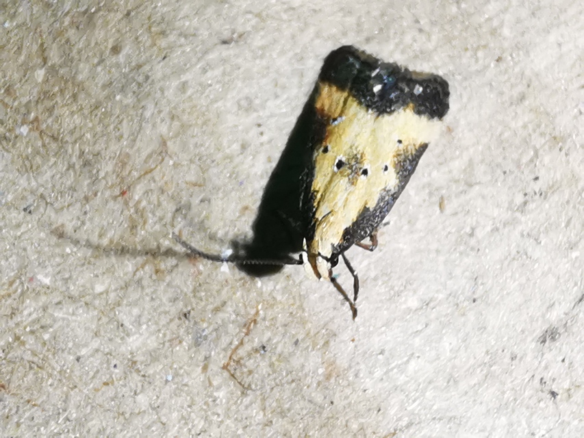 Brachmia dimidiella - citromkocsord-lápimoly