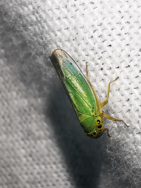 Cicadella viridis - méregzöld kabóca