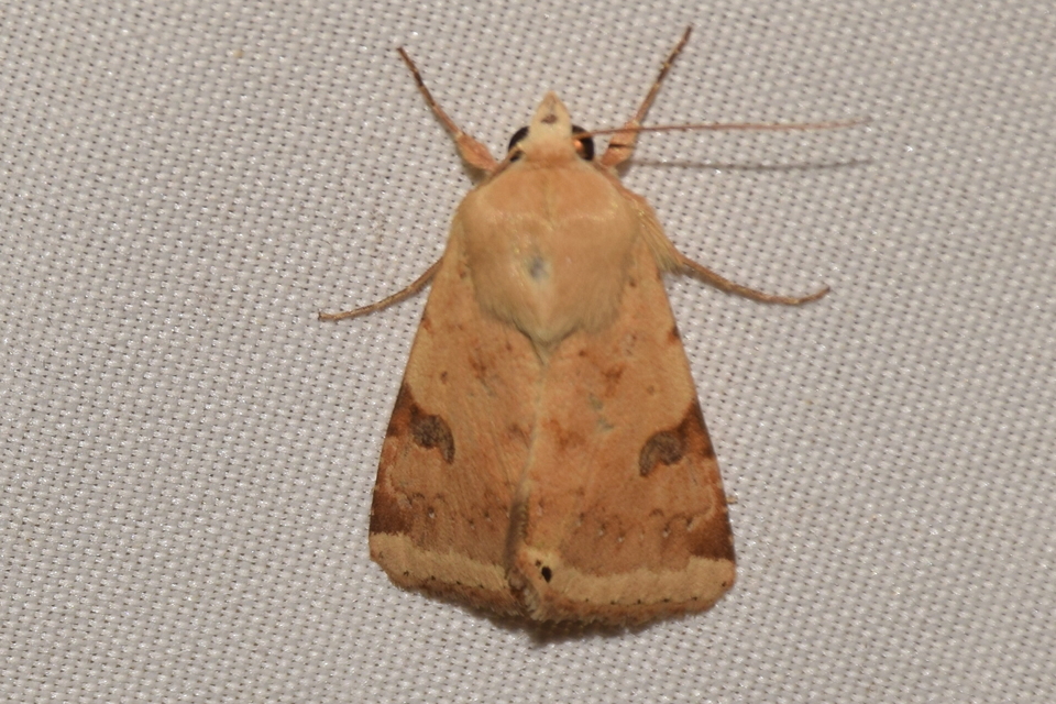 Heliothis peltigera - nagy veteménybagoly
