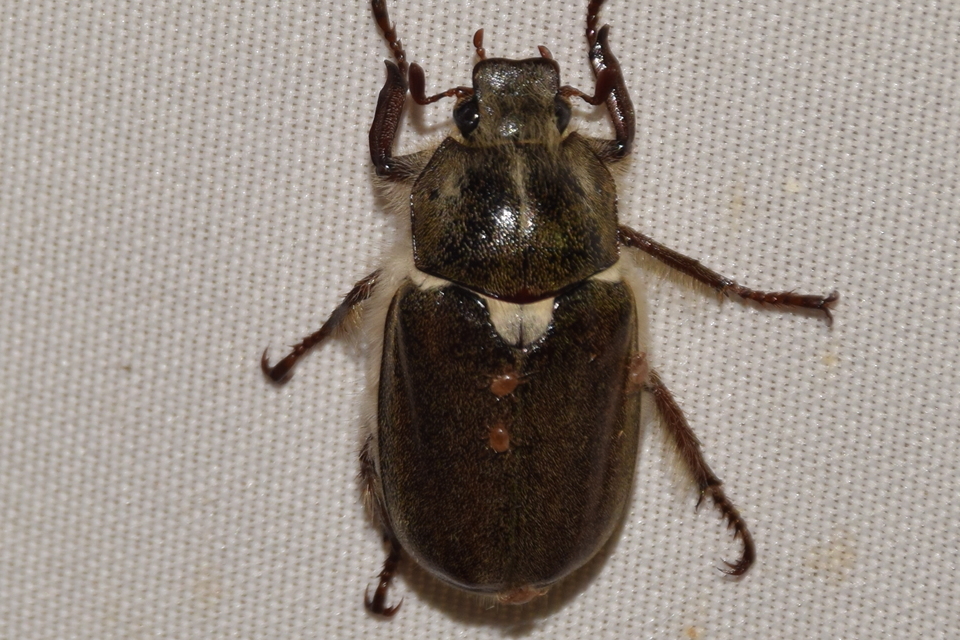 Anoxia pilosa - pusztai cserebogár