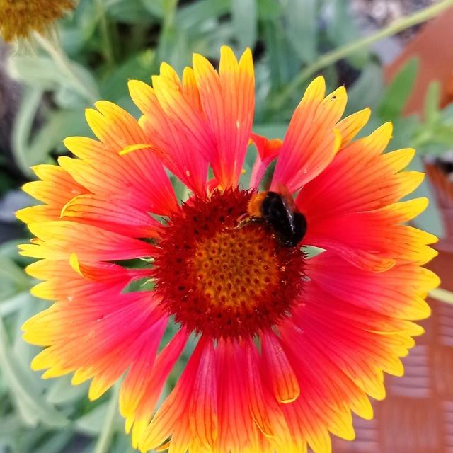 Bombus lapidarius - kövi poszméh