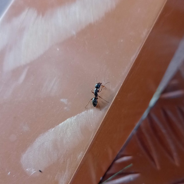 Camponotus fallax - ligeti lóhangya