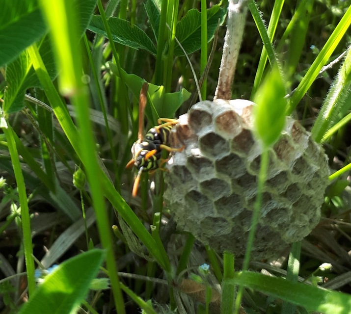 Polistes nimpha - padlásdarázs
