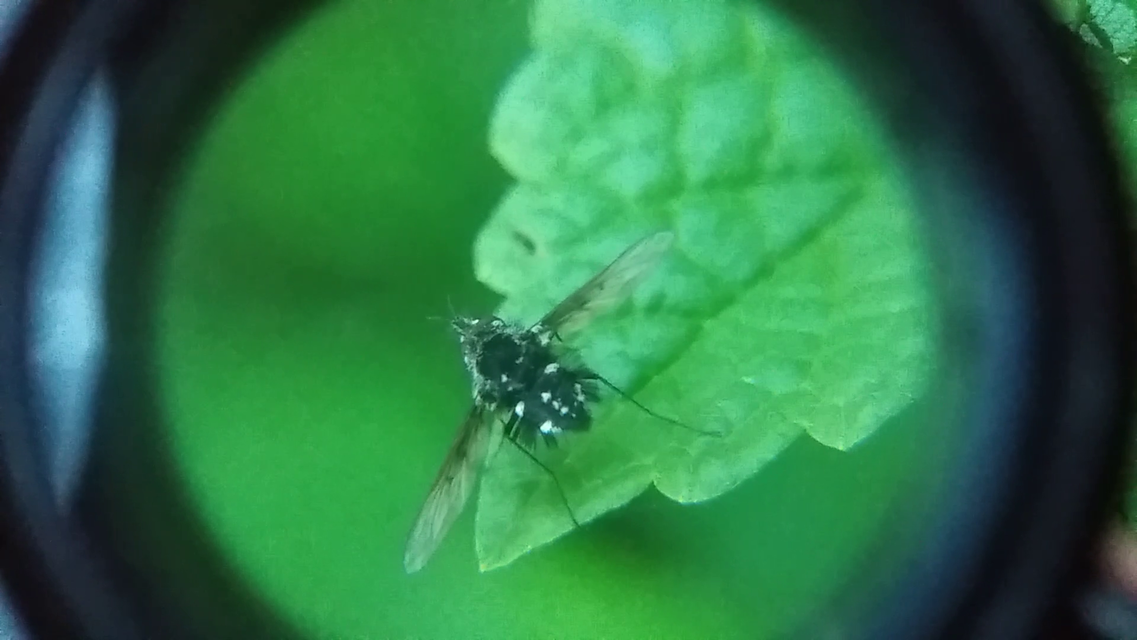 Bombylella atra - ezüstpettyes pöszörlégy
