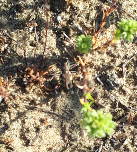Cicindela hybrida - öves homokfutrinka