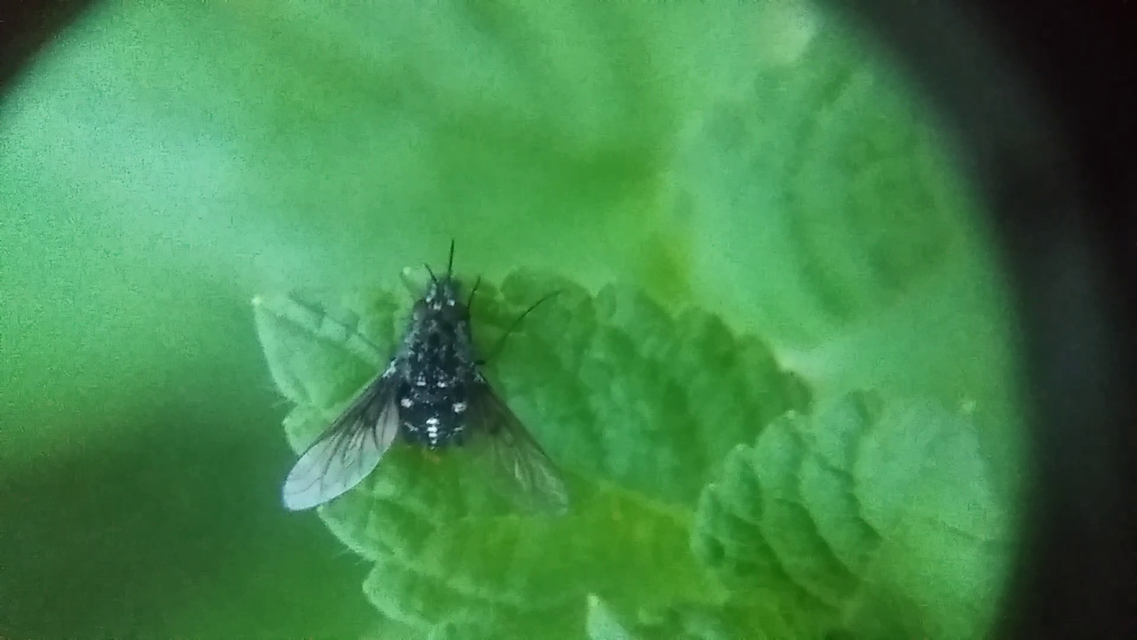 Bombylella atra - ezüstpettyes pöszörlégy