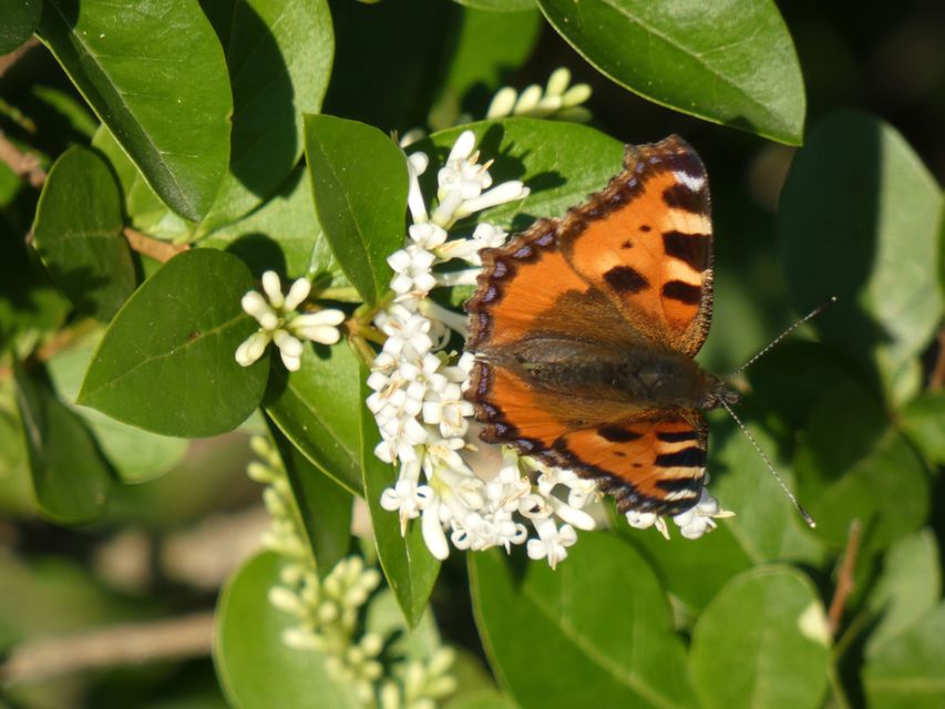 Nymphalis urticae - kis rókalepke