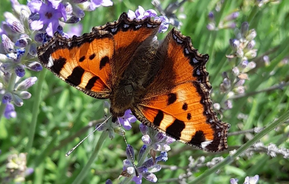 Nymphalis urticae - kis rókalepke