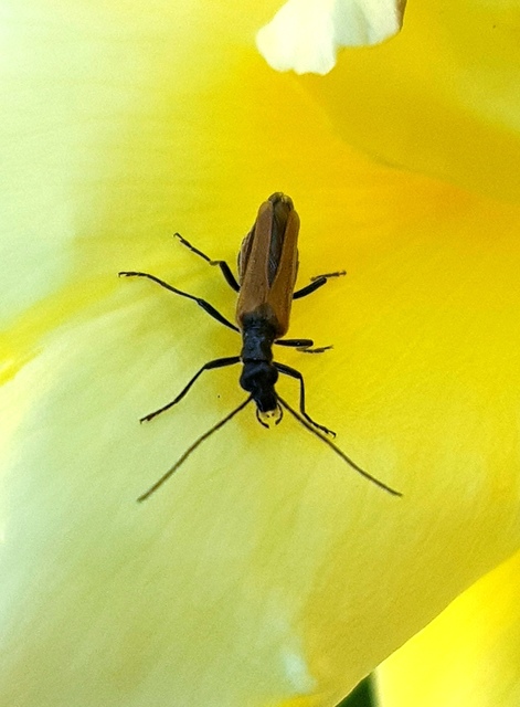 Oedemera femorata - sárgahátú álcincér