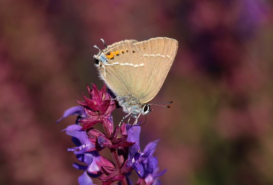 Satyrium spini - kökény-csücsköslepke