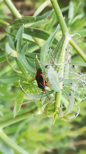 Deraeocoris ruber - vöröses mezeipoloska