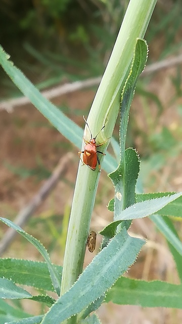 Deraeocoris ruber - vöröses mezeipoloska