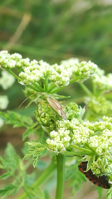 Closterotomus norwegicus - zöld mezeipoloska