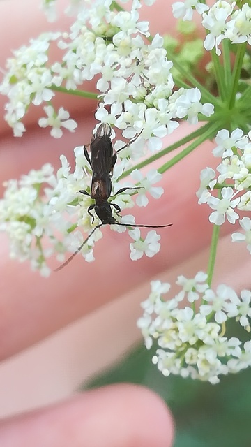Molorchus