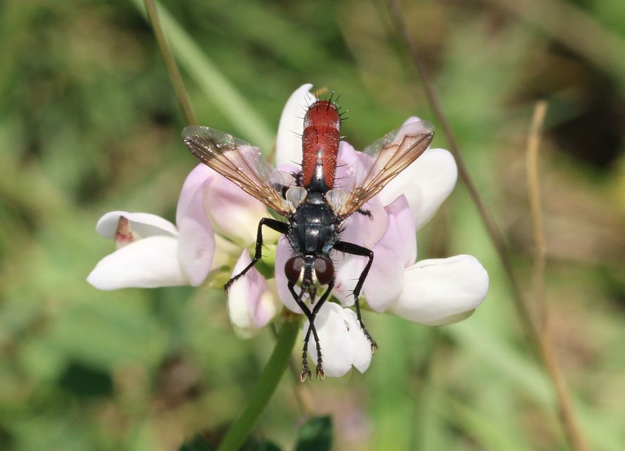 Cylindromyia bicolor