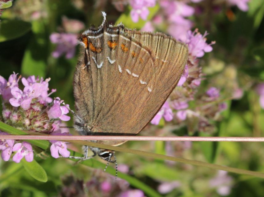 Satyrium ilicis - tölgyfa-csücsköslepke