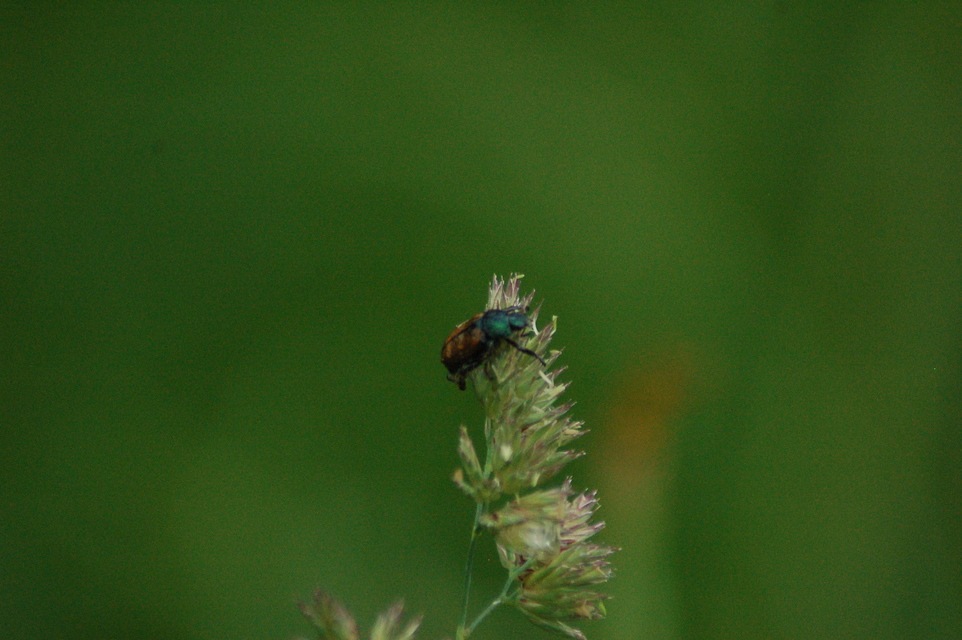 Phyllopertha horticola - kerti szipoly