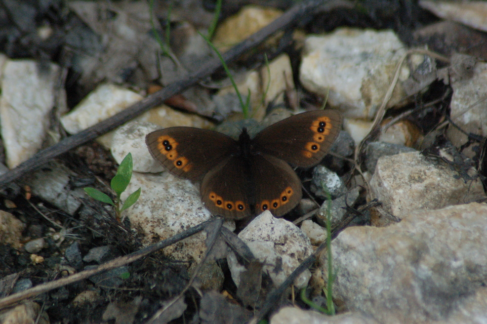 Erebia medusa - tavaszi szerecsenlepke