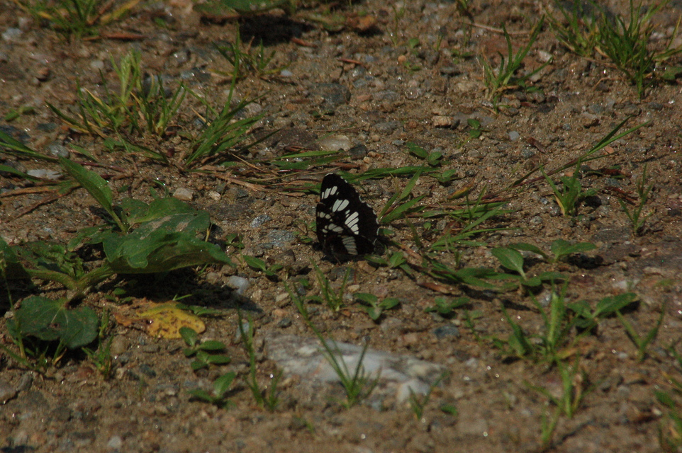 Neptis rivularis - nagy fehérsávoslepke