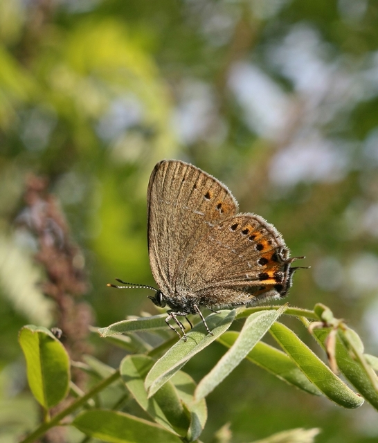 Satyrium pruni - szilvafa-csücsköslepke