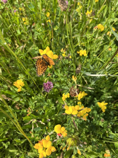 Boloria selene - fakó gyöngyházlepke