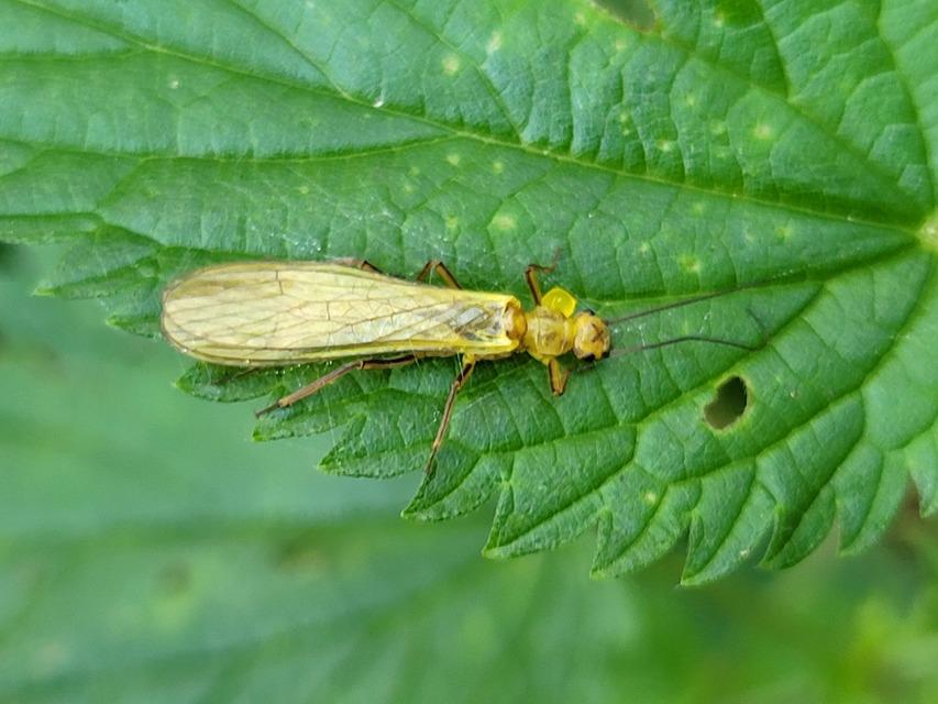 Isoperla