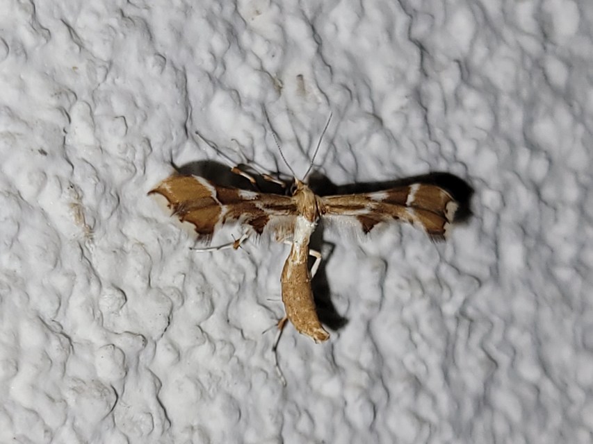 Cnaemidophorus rhododactyla - rózsabogyó-tollasmoly