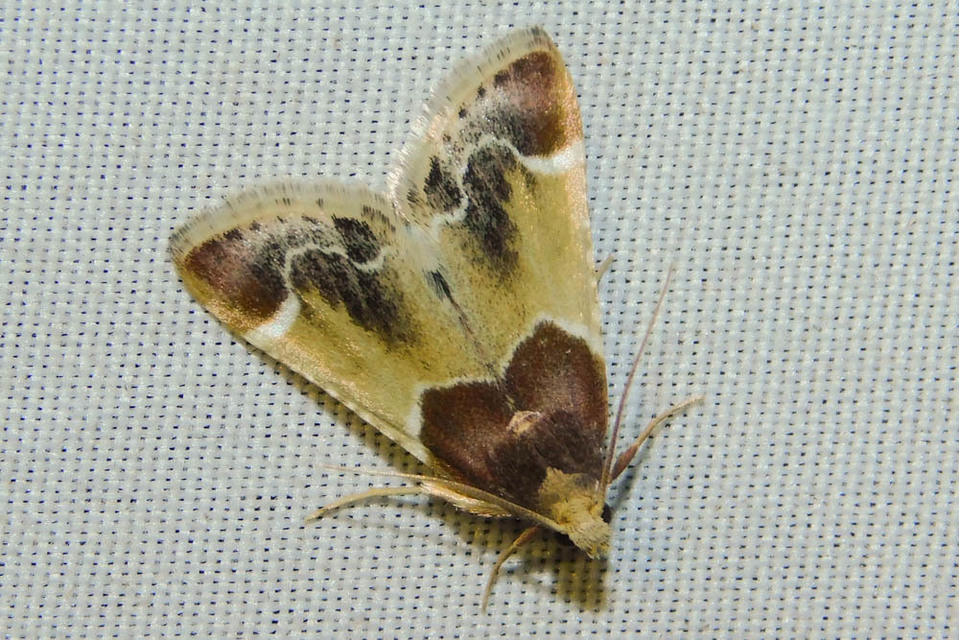 Pyralis farinalis - lisztilonca
