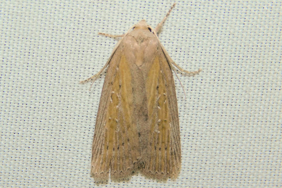 Chilodes maritima - négyfoltos nádibagoly