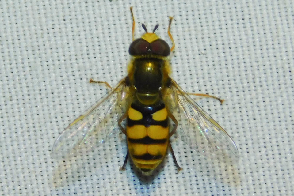 Eupeodes
