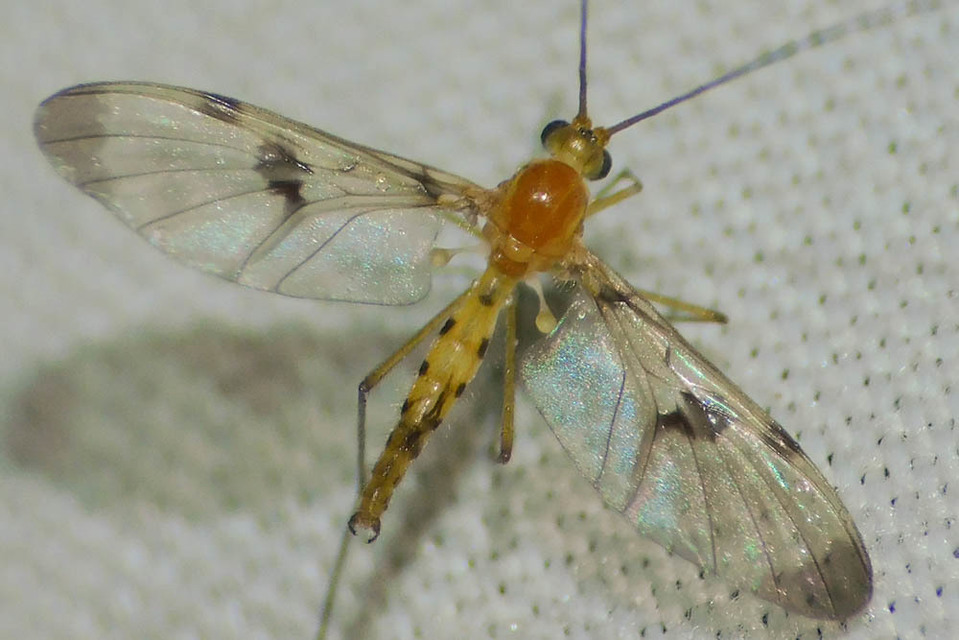 Macrocera phalerata