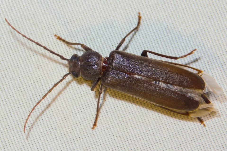 Arhopalus rusticus - gödrösnyakú cincér